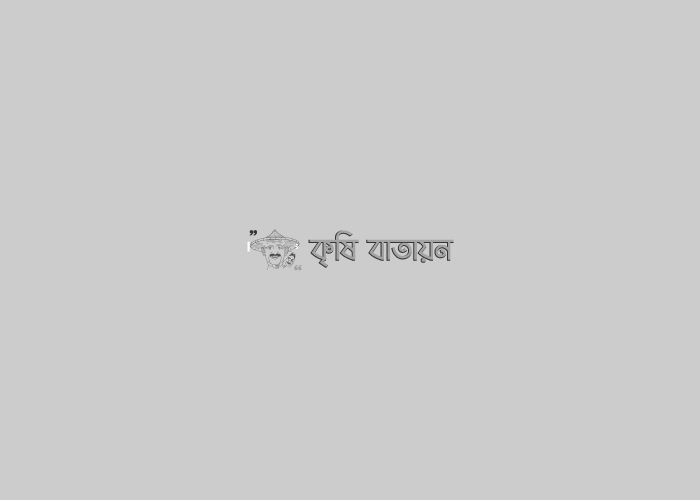 হাওরে ধানের ঝুঁকি কমাতে আগাম জাতের ধানের চাষে গুরুত্ব দেয়া হচ্ছে: কৃষিমন্ত্রী