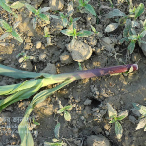 ভুট্টার কাটুই পোকা