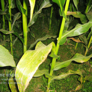 ভুট্টার পাতা ঝলসানো রোগ