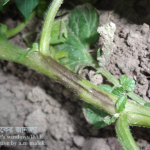 আলুর নাবী ধ্বসা রোগ