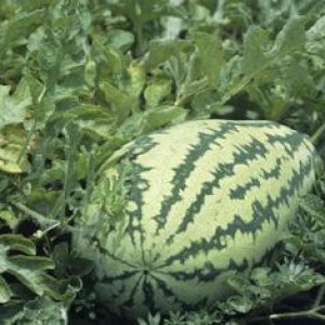 তরমুজের ভাইরাস রোগ