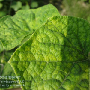 শসার ভাইরাসজনিত মোজাইক রোগ