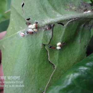 বাতাবি লেবুর খোসা পোকা