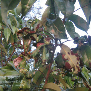 লিচুর মাইট বা মাকড়