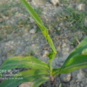 ভুট্টার ক্যালসিয়ামের ঘাটতি