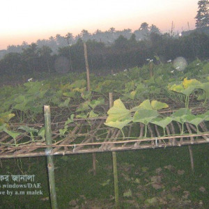 লাউয়ের ডাউনি মিলডিউ রোগ