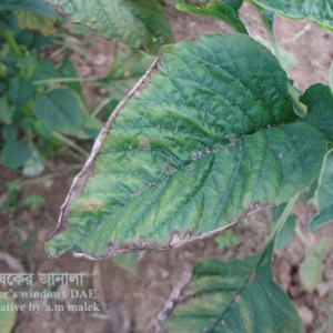 ডাটার পাতা পোড়া রোগ