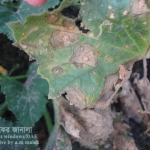 বাঙ্গির পাতাপোড়া রোগ