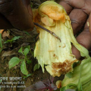 মিষ্টি কুমড়ার মাছি পোকা